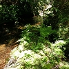 Plants: image 101 Of 208 Thumb